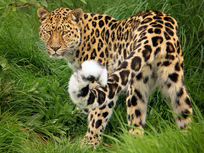 У заокеанского собрата леопарда — настоящий хлыст вместо руля. В среднем 65-75 см и нередко достигает метровой отметки.