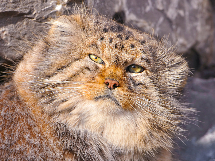 Манул, он же палласов кот, названный в честь Петра Симона Палласа, не доверяет никому!