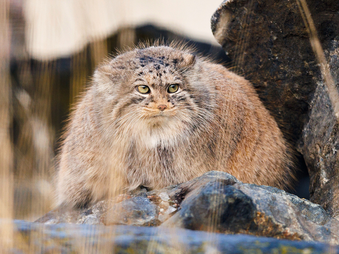 «Не надо мне любовь в неволе, все эти игры не про нас! Я дикий кот, мне нужно поле, а тут — смотритель, вспышки, таз…».