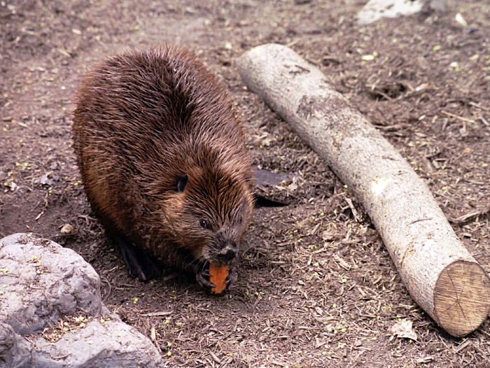 Бобры не нуждаются в подкормке со стороны. Если хочется угостить, то выдайте яблоко, грушу, морковку или картошку.