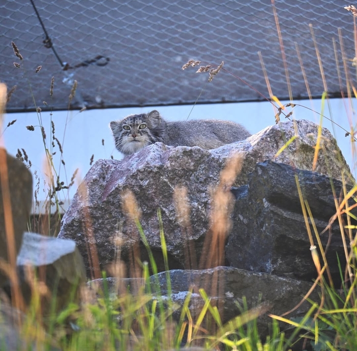 Охлаждается на камушке