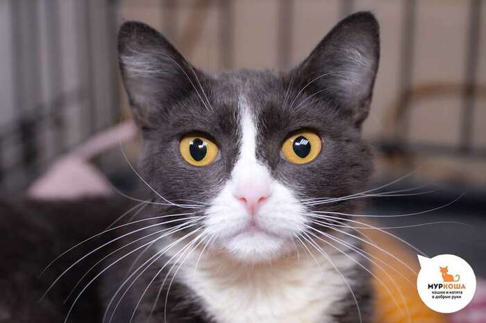 Кошечка Мрамория