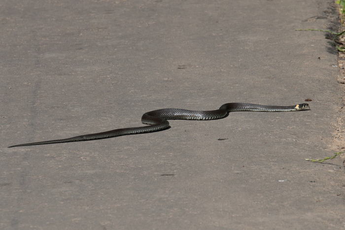 Каков красавец и язык высунул :)