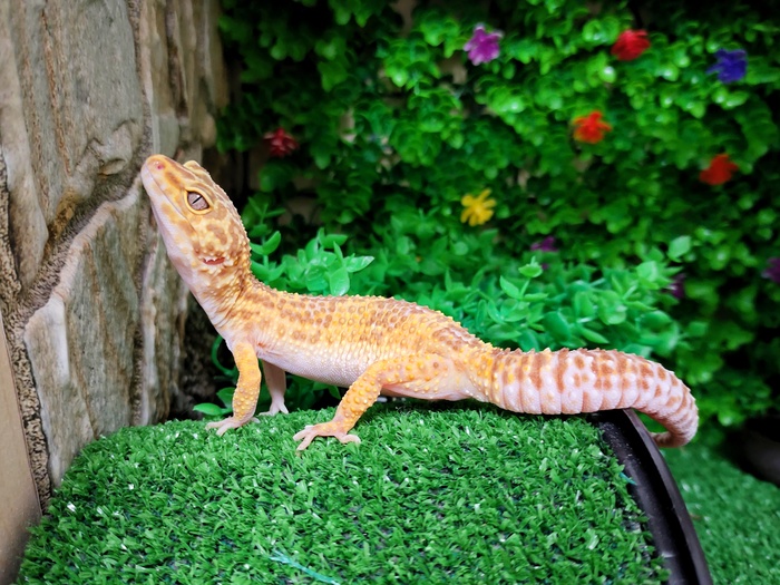 Глаза у Зубли светло-кофейного цвета. Яркий свет она действительно не очень любит.