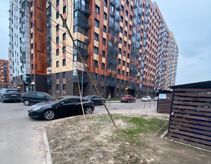 Наше озеленение. Изначально были высажены погибшие деревья. Эта инсталляция символизирует, наверное, бренность бытия