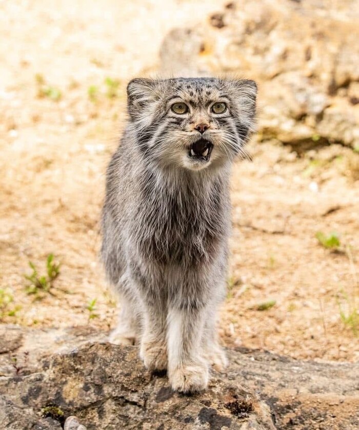 Счастливый отец