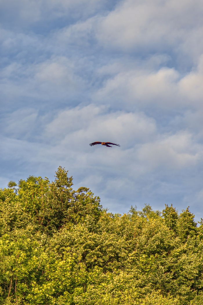 или орёл, или коршун, я так и не разобрался