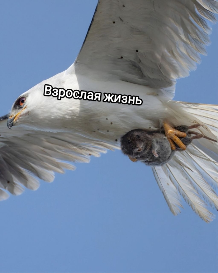    , , ,  , 