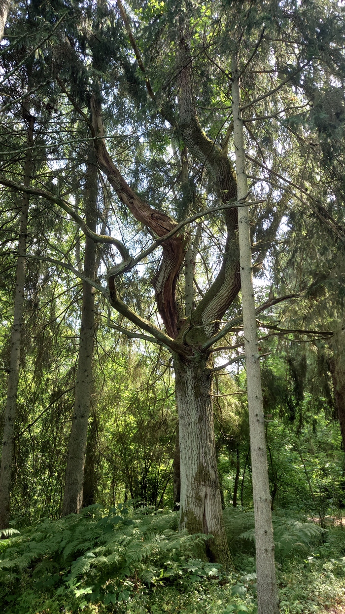 Прикольное дерево