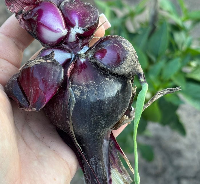 ��� ���?