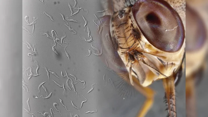 Муха цеце: Страшнее льва и крокодила. Она превратила Африку в ад, но люди применили радиацию Муха, Цеце, Насекомые, Членистоногие, Животные, Дикие животные, Яндекс Дзен, Яндекс Дзен (ссылка), Длиннопост, Повтор Муха цеце: Страшнее льва и крокодила. Она превратила Африку в ад, но люди применили радиацию Муха, Цеце, Насекомые, Членистоногие, Животные, Дикие животные, Яндекс Дзен, Яндекс Дзен (ссылка), Длиннопост, Повтор