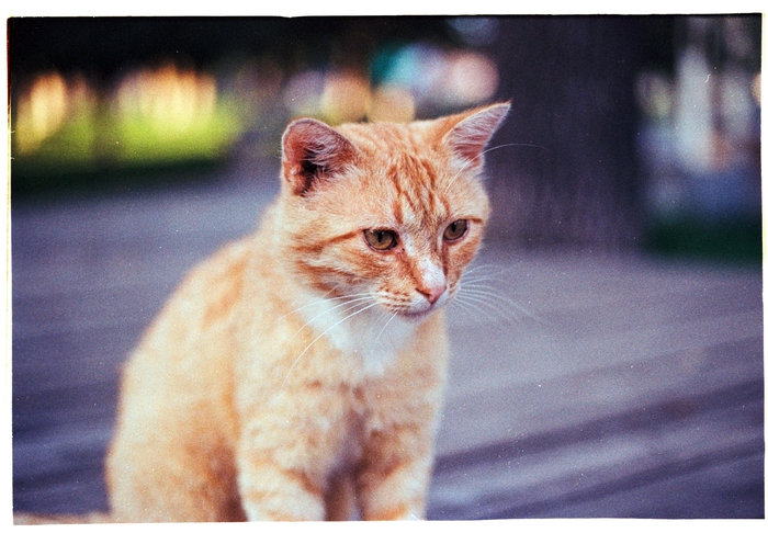 Kodak Color Plus  C-41 , , Canon, , Kodak