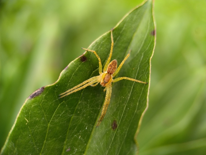 Dolomedes fimbruatus,    , , , , 