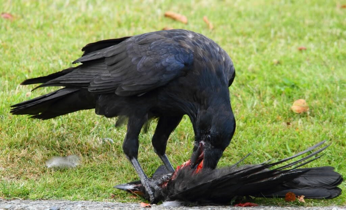 Слабый - значит мертвый.