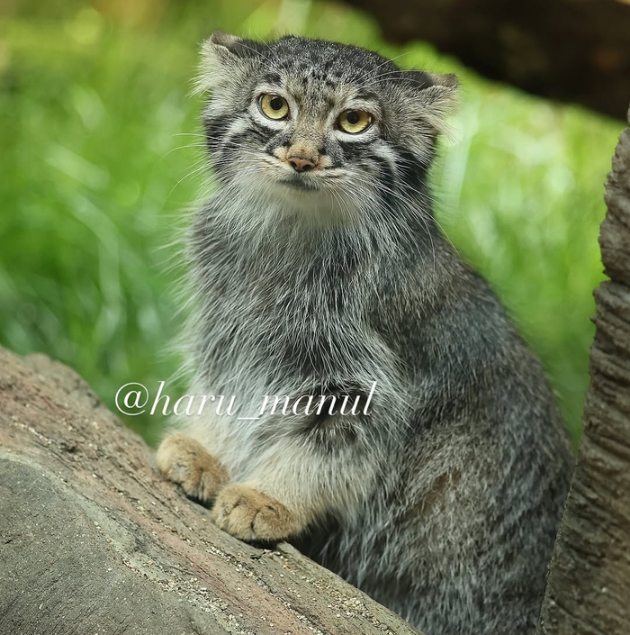 И ещё немного красотки Абрикос