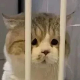 nugekat1111