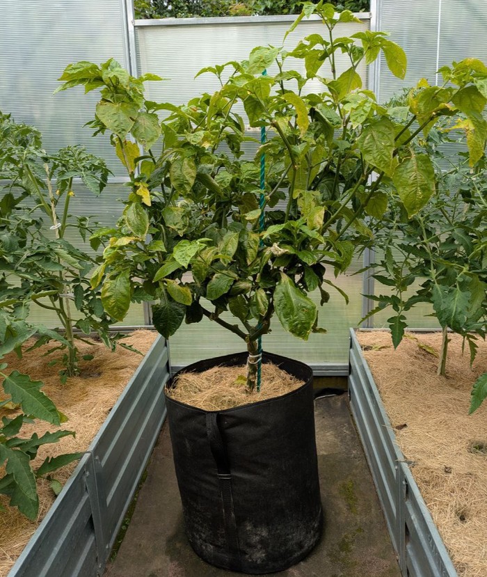 Carolina Reaper     ,  , ,  , , , , 