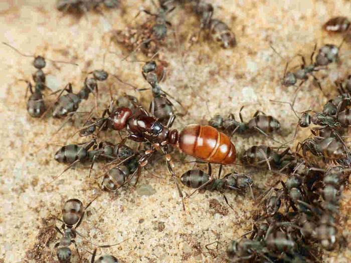 Диктаторша и её свита.