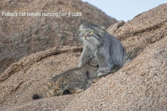 Материнская доля