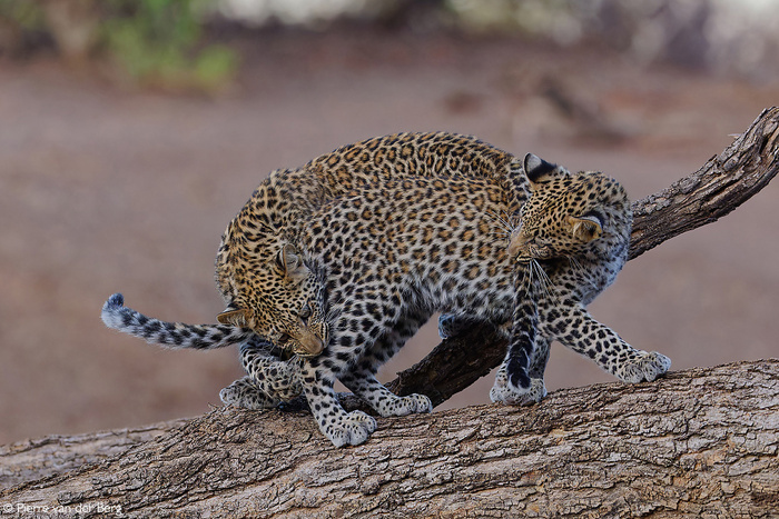 Кусь за кусь