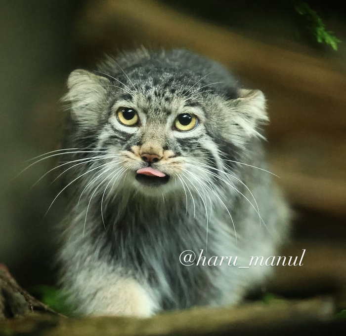 В лучших традициях Поллички