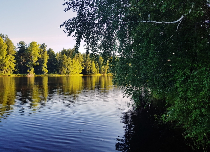 Forest vibe ,  , , , , 