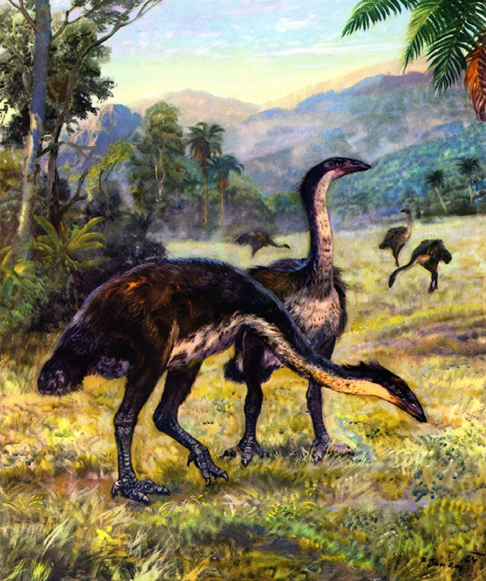  . Aepyornis maximus.