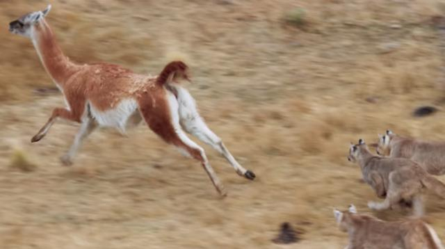 Пума-экспресс — помогаем выгнать орущих подростков из подъезда за доли секунды! Звоните!