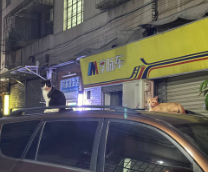 ������� ���������