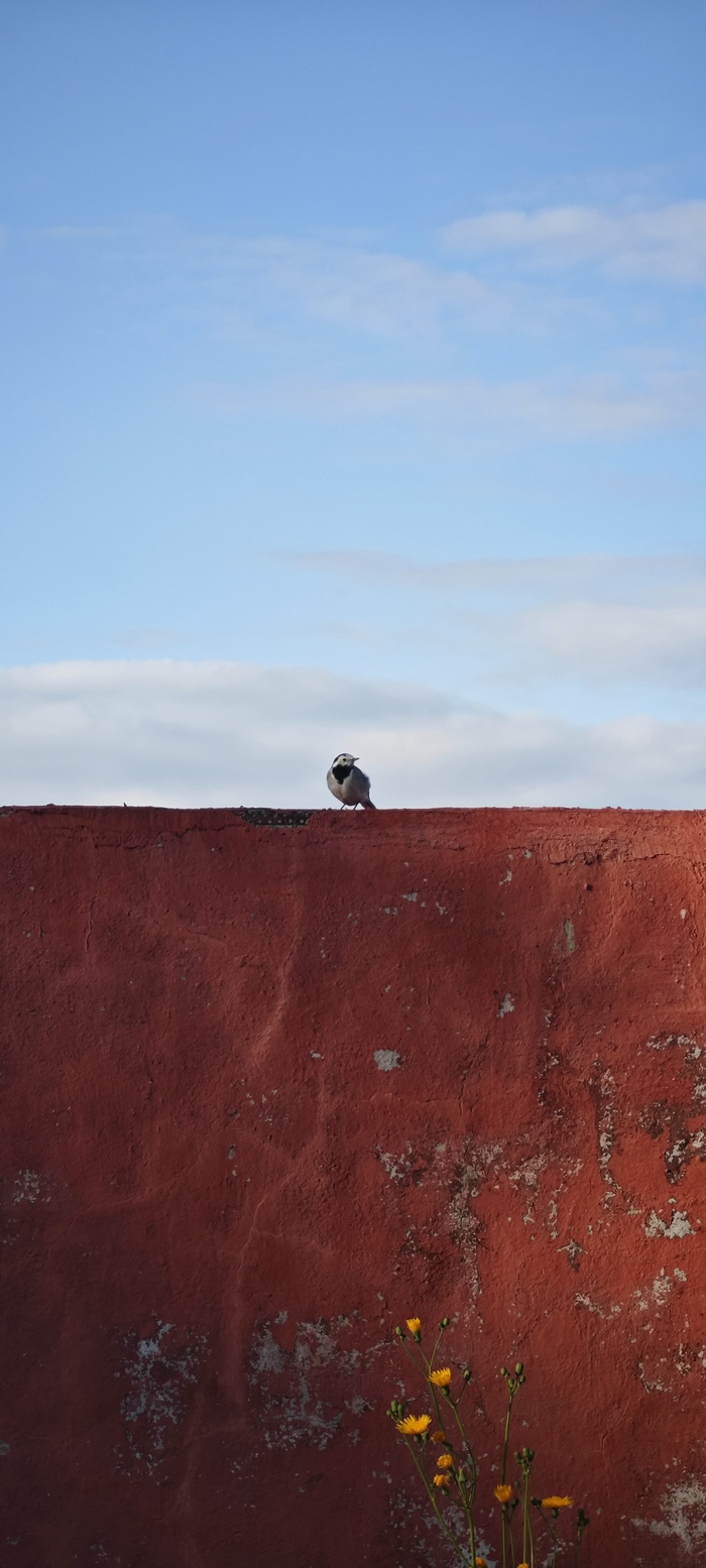 Трясогузка