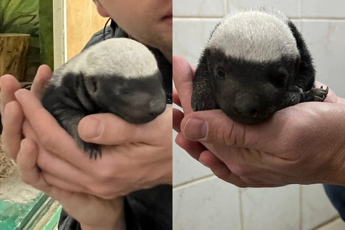 Будущий властитель черного континента такой миленький, пока спит!