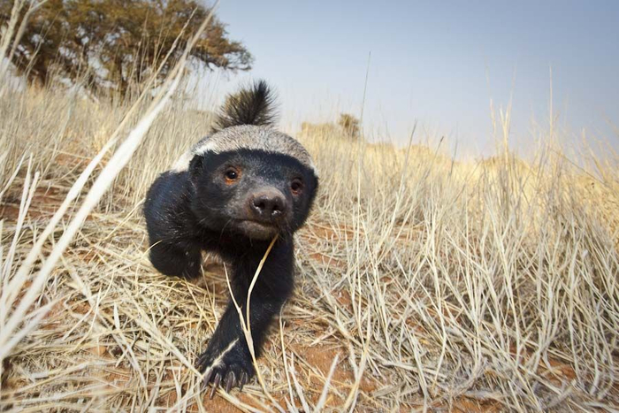 Фу, ты пахнешь слабостью!