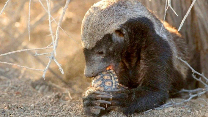 Вскрывает черепашку, как фисташку.