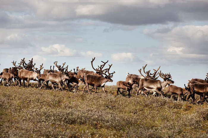 Олени на территории мыса Харасавэй, Ямал