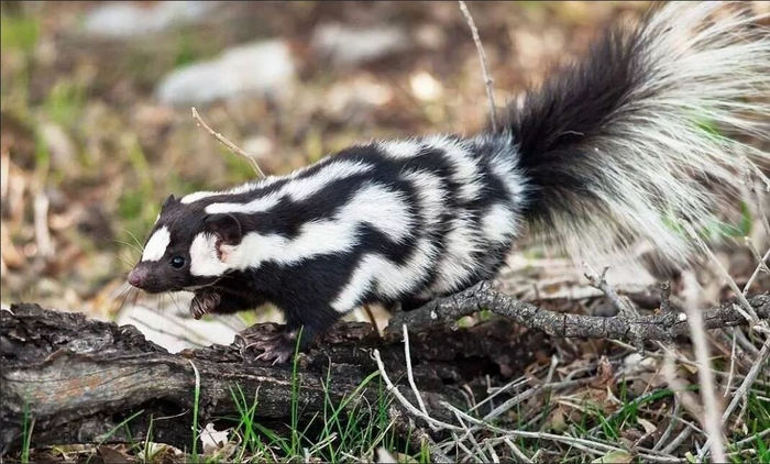 А это пятнистый скунс, самый маленький представитель семейства.