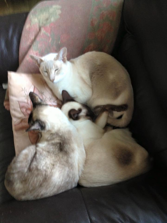 Капкейк (сверху).Фото: Julie Baggott