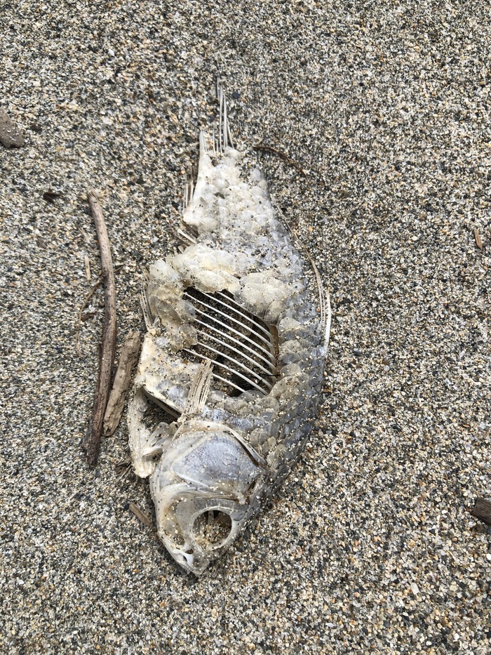 ��� ����