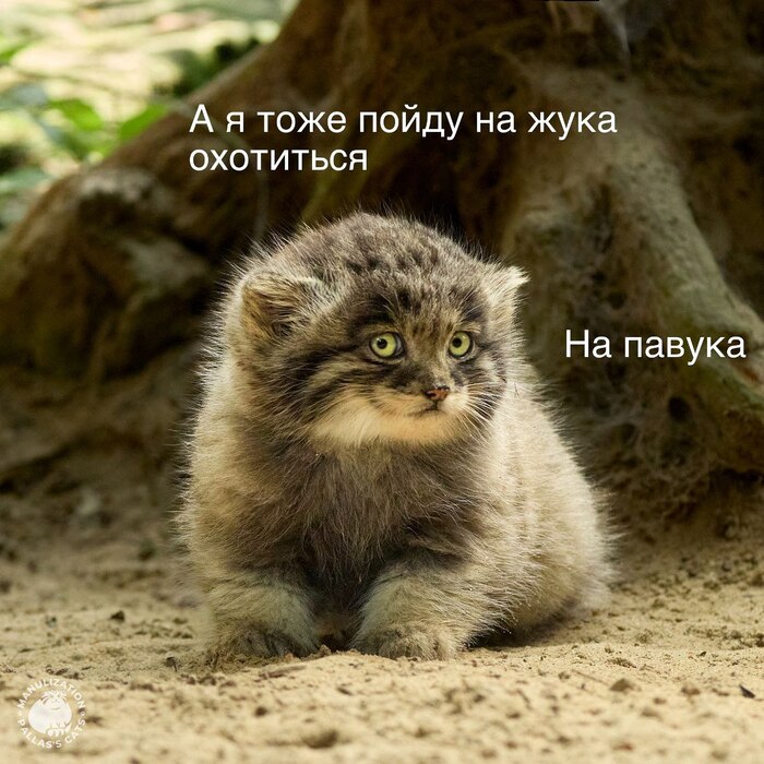 А я на жука буду охотиться. На павука