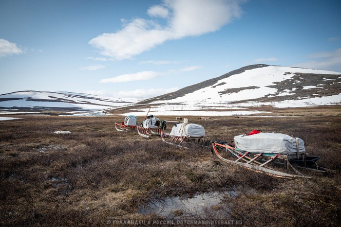 Олени всегда пасутся где-то рядом.