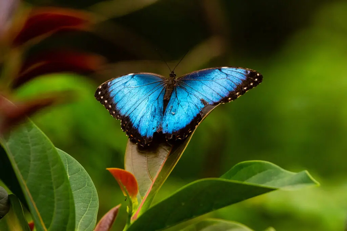  Morpho menelaus.  iStock
