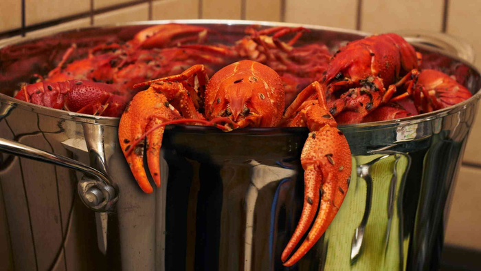 Внезапное напоминание посреди статьи: в нормальных условиях большинство раков имеют зеленовато-серую окраску панциря в разных оттенках. Знаменитый красный цвет они приобретают в процессе варки.