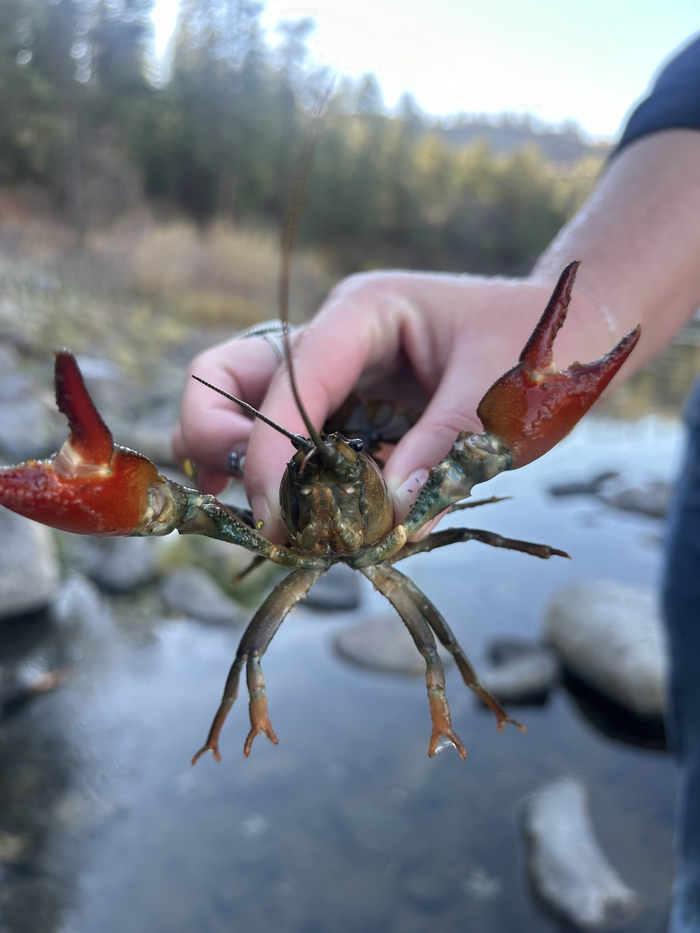 Встречайте, европейцы, я приехал!
