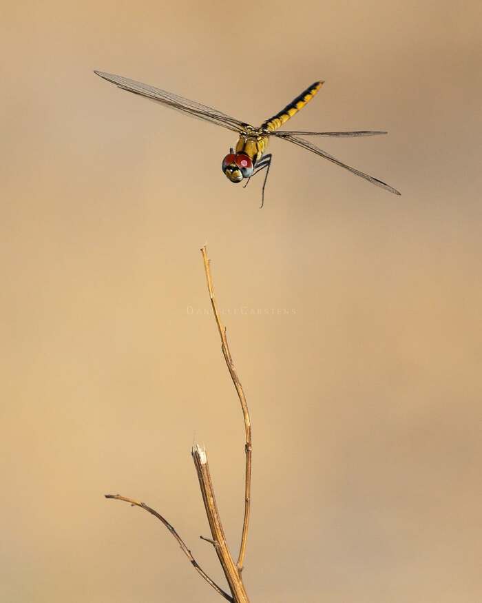 Стрекоза заходит на посадку