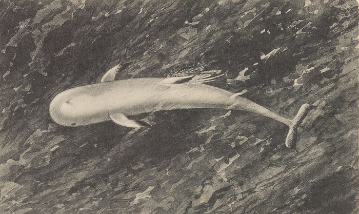 Рисунок Джека, сделанный в 1906 году. Как вы видите, дельфин изображён полностью седым, что явно говорит в пользу его преклонного возраста.