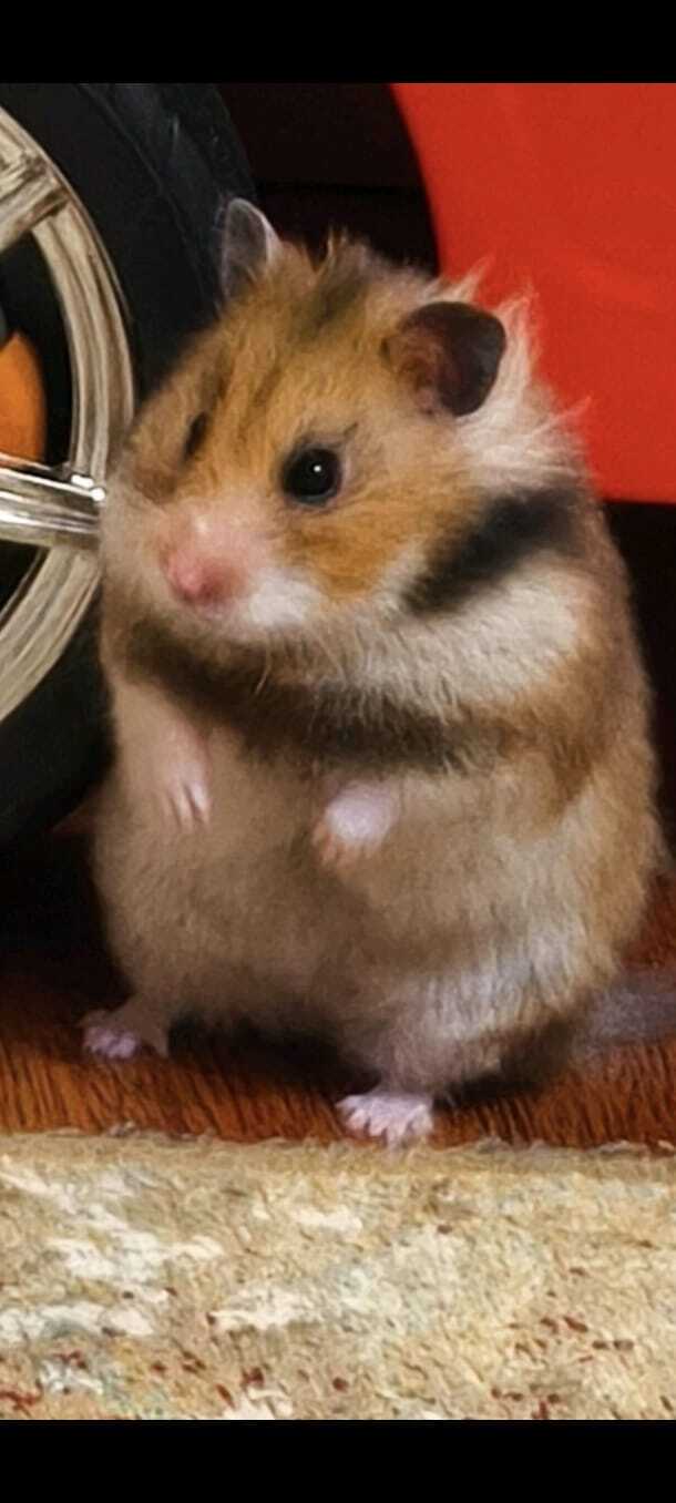  ,  , 