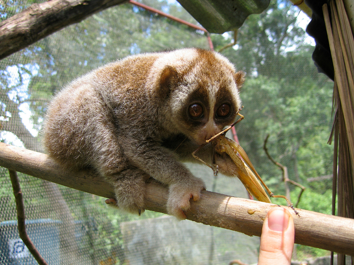 Как правило, человек не учитывает привычки животных и старательно адаптирует пришлого под собственные биологические ритмы.