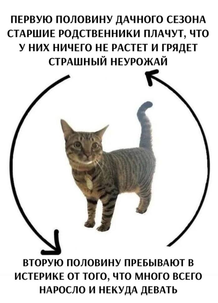       ,   , , , , , Telegram ()