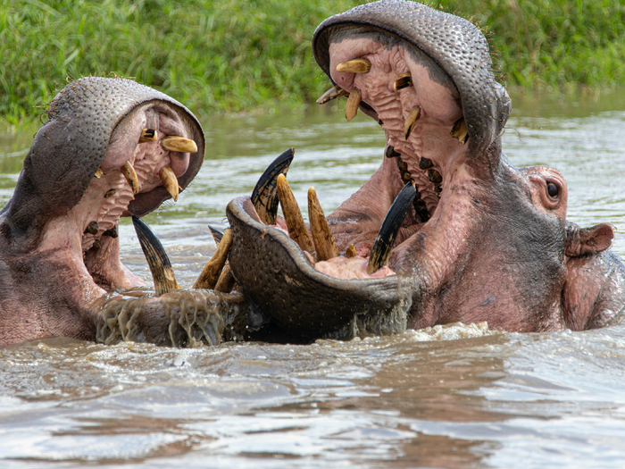 Расслабляться в подобной ситуации нет возможности. Скорость реакции оттачивается в схватках с сородичами. Когда мирно-жующий сосед через секунду вскидывается и пытается побороть, реагировать приходится мгновенно.