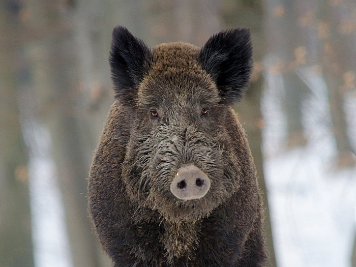 Любой чужак, посягающий на личное, обостряет конкуренцию. Понимая, что шансы на выживание сокращаются пропорционально растущему количеству сожителей, желание размножаться сходит на нет!