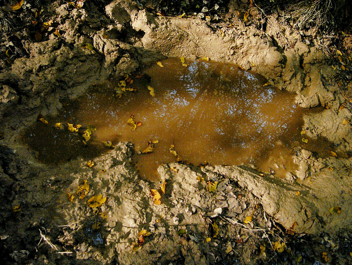 Кабан поел, кабан поспал.